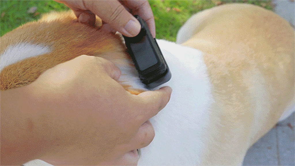 Cwepady 2.7K POV Pet Camera