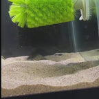 Cwepady New 2nd Gen Auto Fish Feeder with Camera